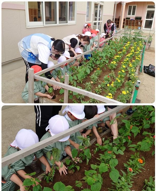 ☆お花を植えました～年少組～