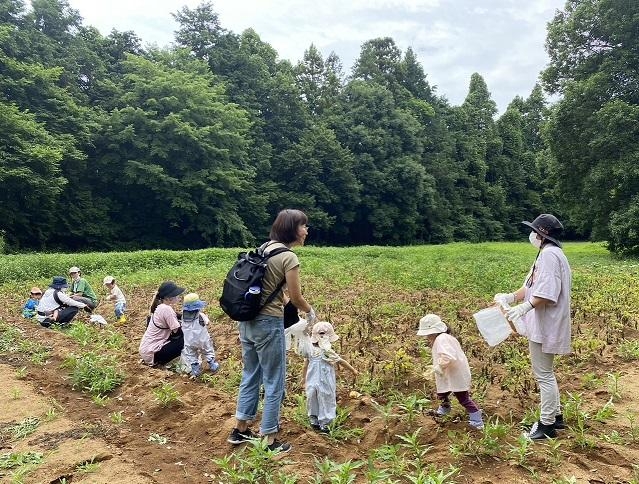 💛ポッポじゃがいもほり