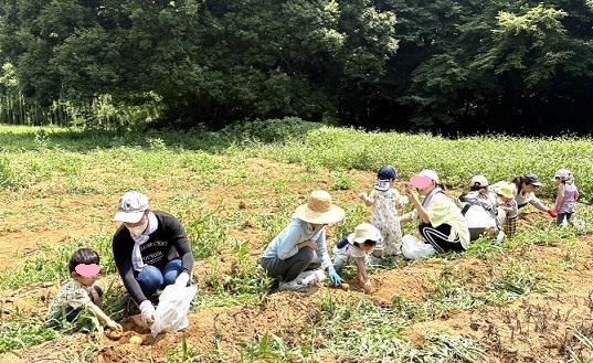 🌼ポッポちゃん教室「じゃがいもほり」