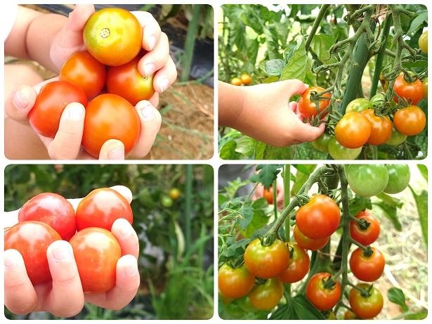 ☆ミニトマト収穫🍅～年中組～