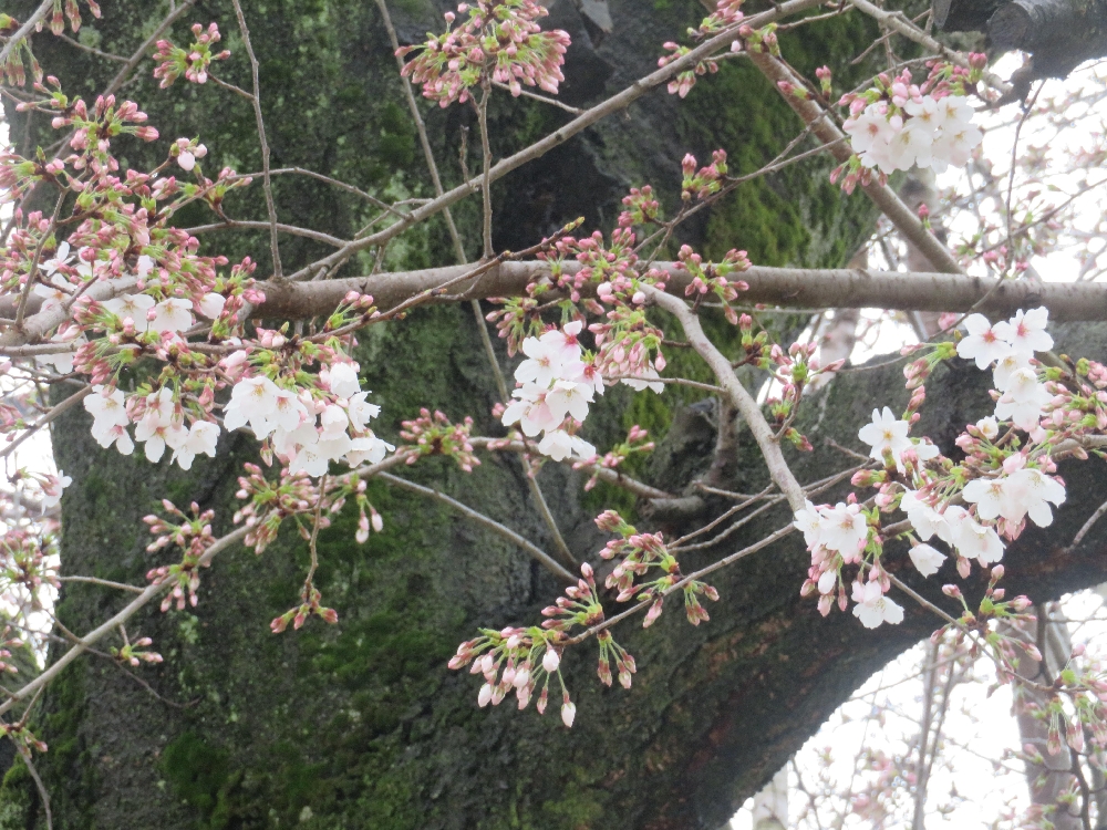 桜の開花
