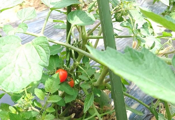 ☆ミニトマトの水やり🍅～年中組～