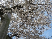 令和７年度入園式