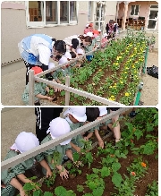 ☆お花を植えました～年少組～