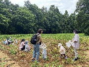 💛ポッポじゃがいもほり