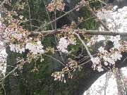 桜の開花